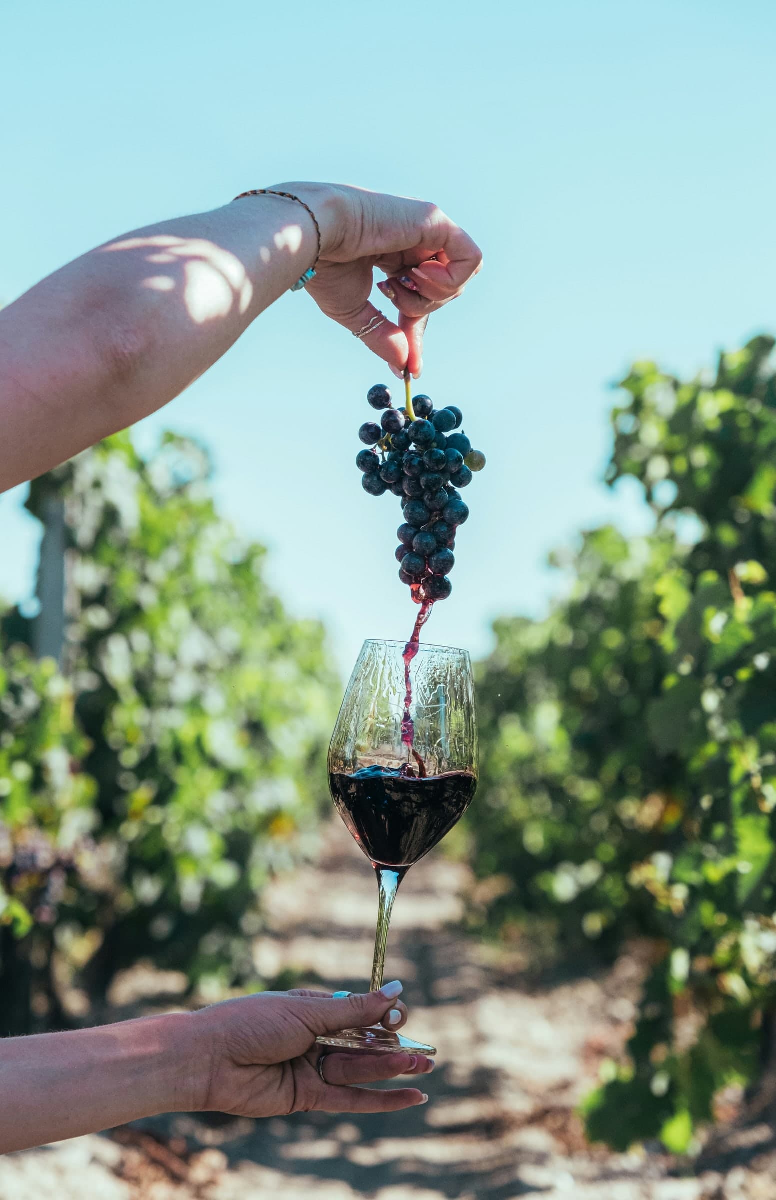 Grapes held over a glass of red wine in a vineyard